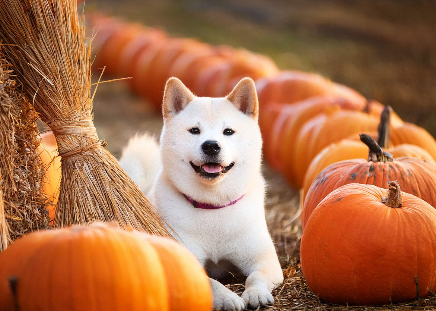 Shiba Inu Wall Calendar 2025