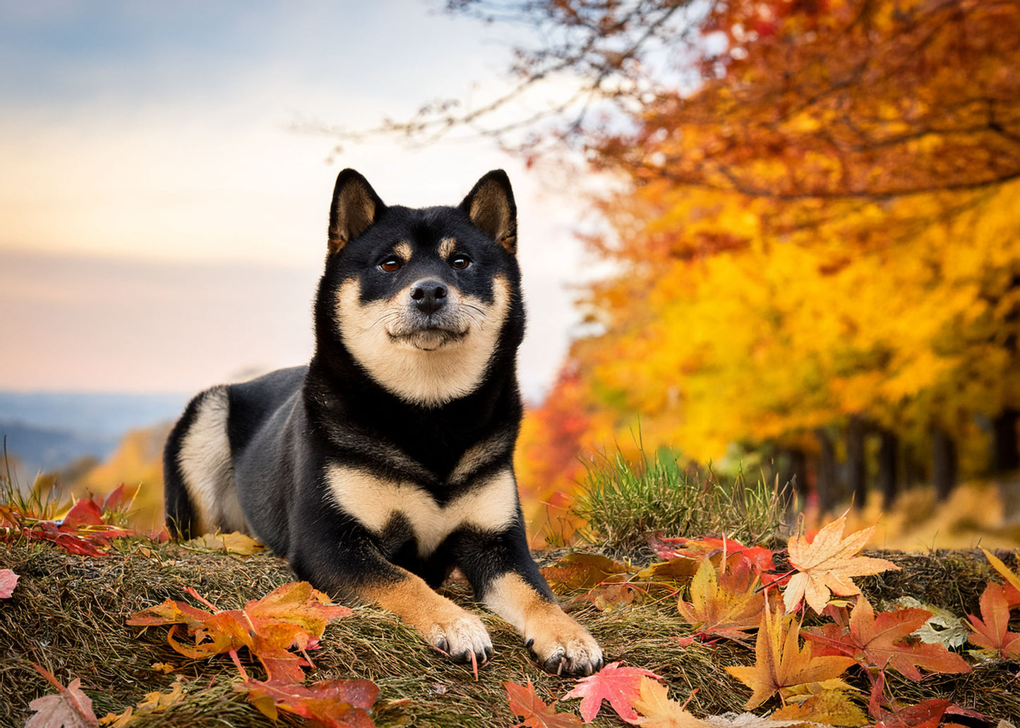 Shiba Inu Wall Calendar 2025