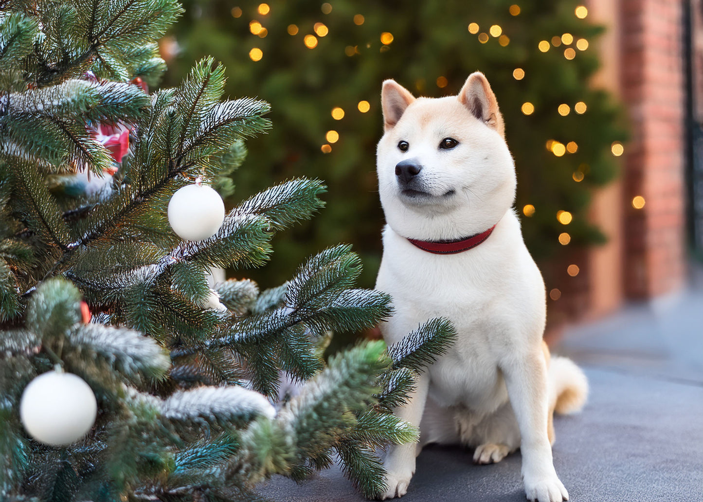Shiba Inu Wall Calendar 2025