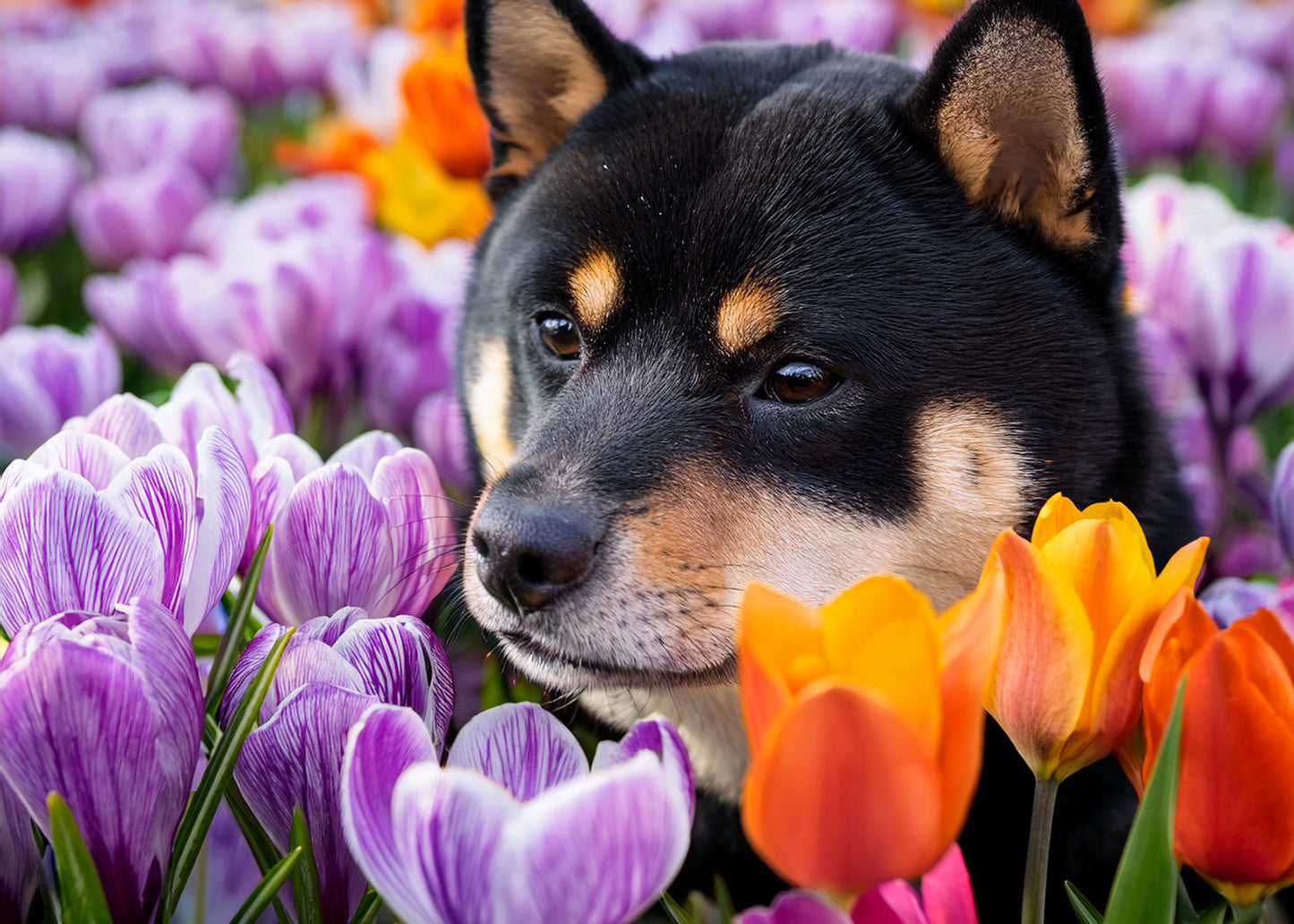 Shiba Inu Wall Calendar 2025