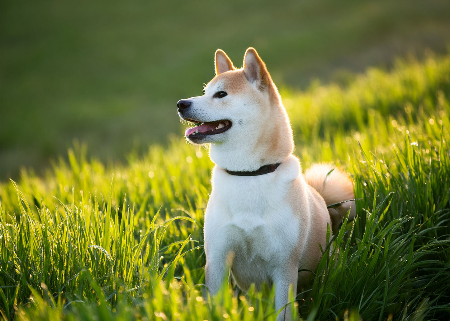 Shiba Inu Wall Calendar 2025