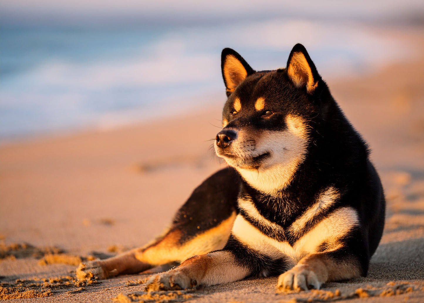 Shiba Inu Wall Calendar 2025
