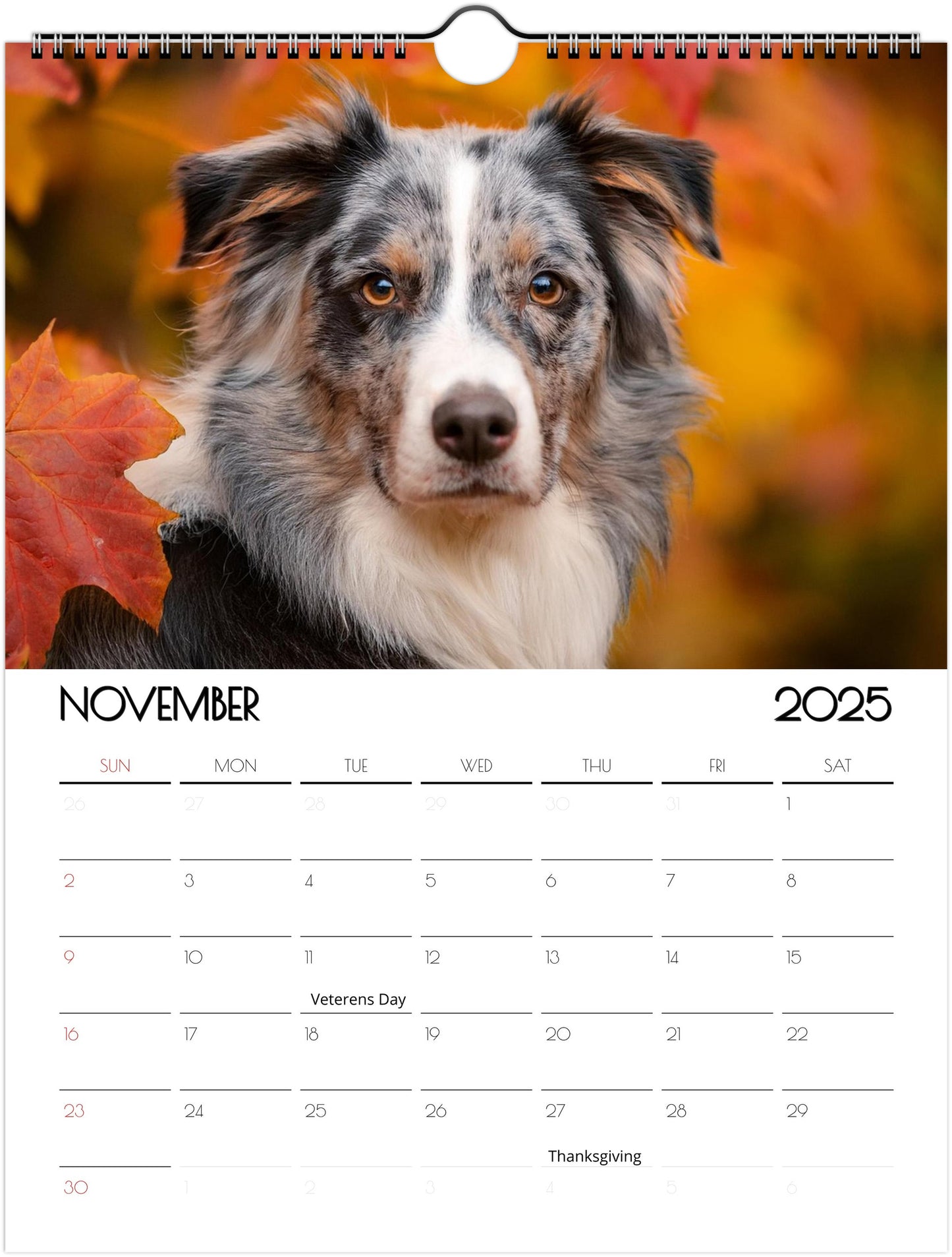 Border Collie 2025 Wall Calendar