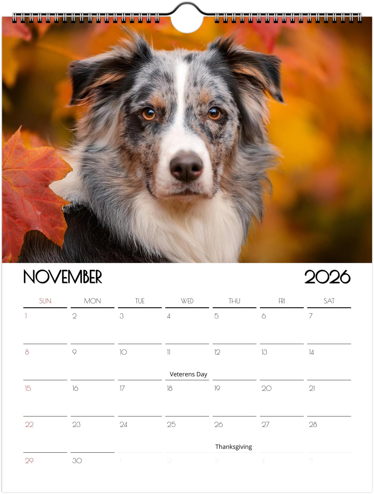 Cute Border Collie Calendar – Eco-Friendly, 12-Month Wall Calendar - 2026