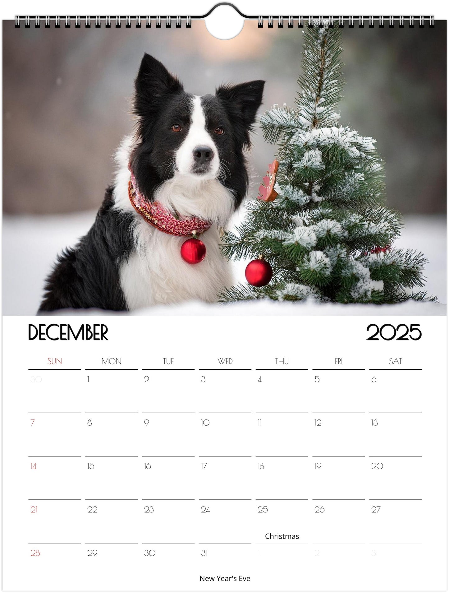 Border Collie 2025 Wall Calendar