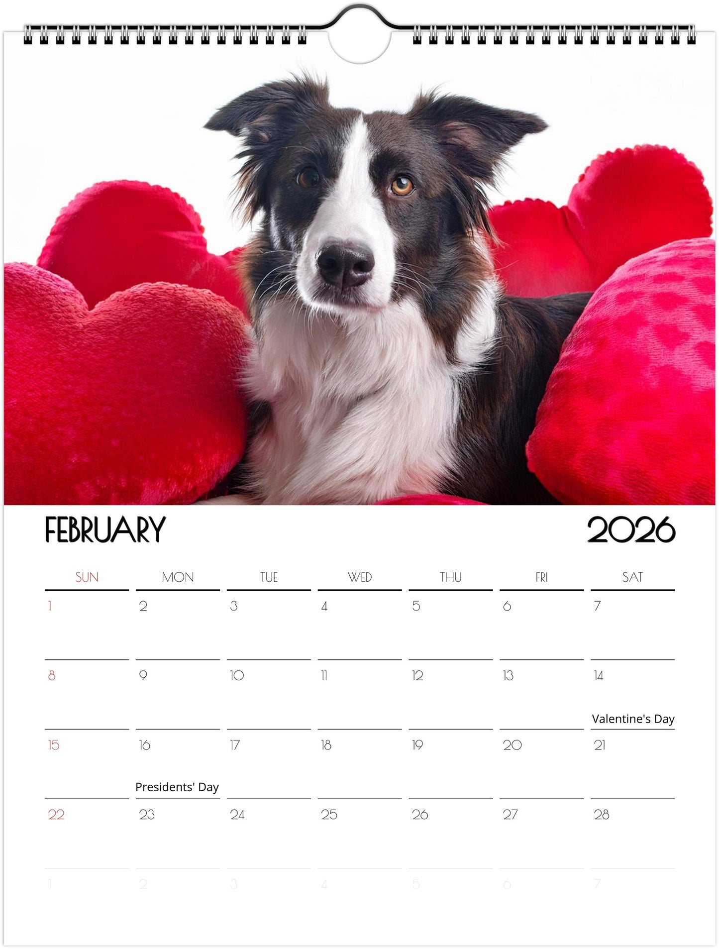 Cute Border Collie Calendar – Eco-Friendly, 12-Month Wall Calendar - 2026