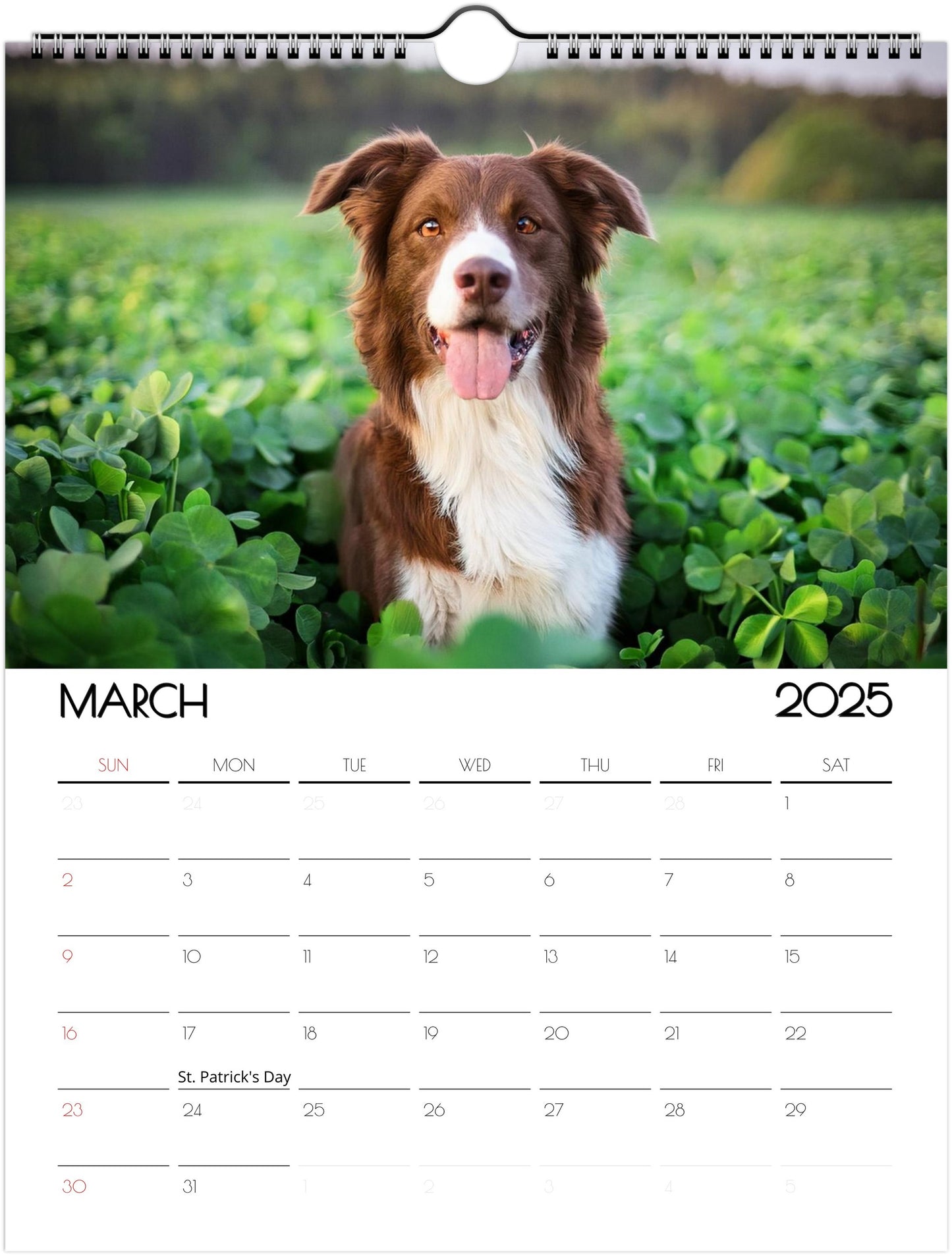 Border Collie 2025 Wall Calendar