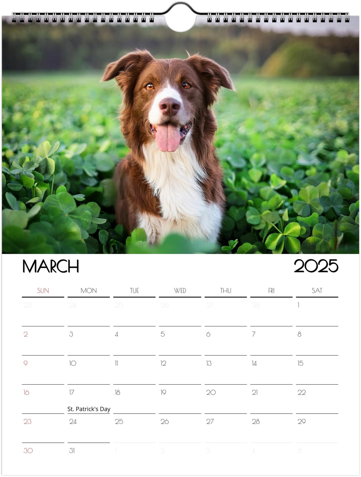 Fun Border Collie 2025 Wall Calendar