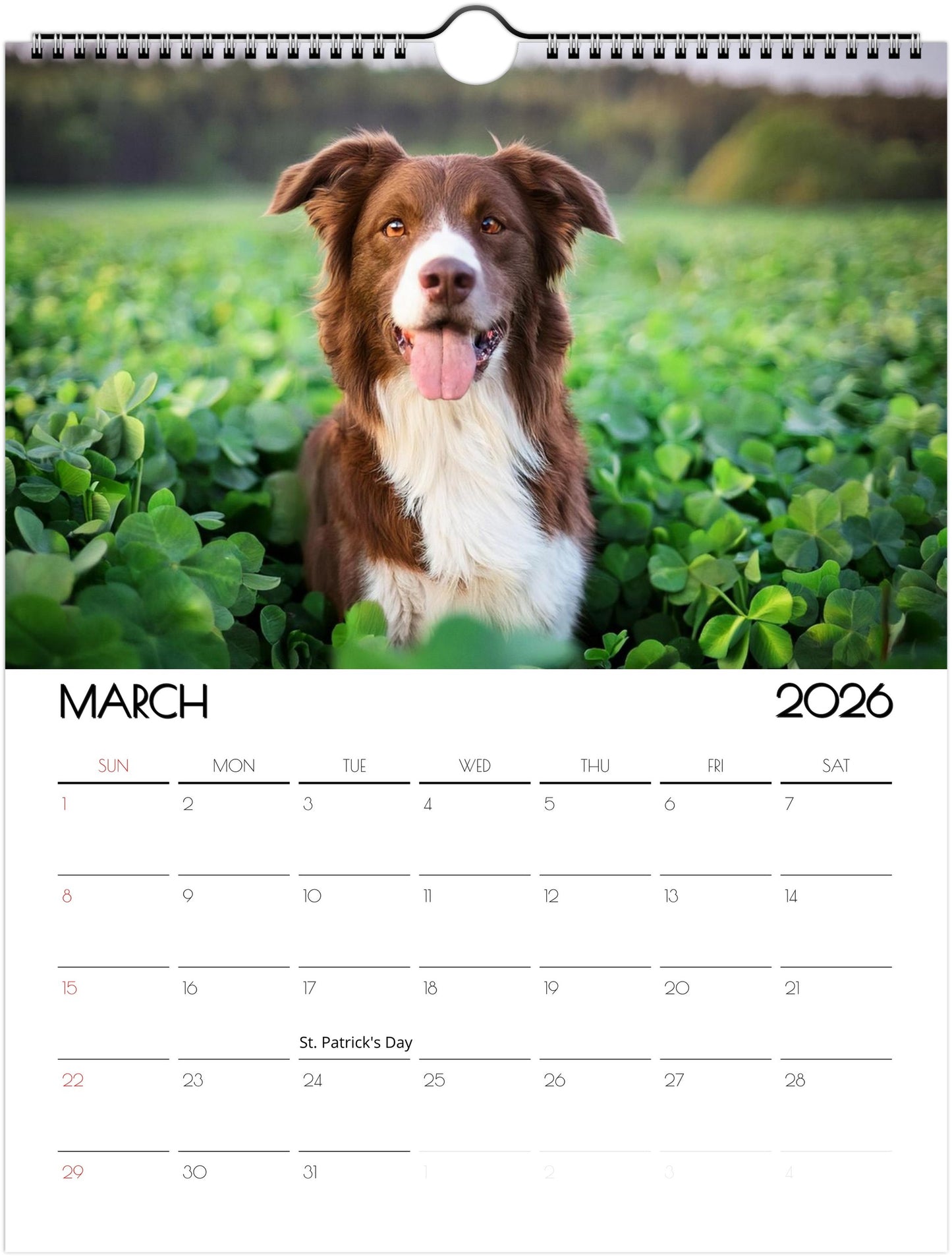 Cute Border Collie Calendar – Eco-Friendly, 12-Month Wall Calendar - 2026