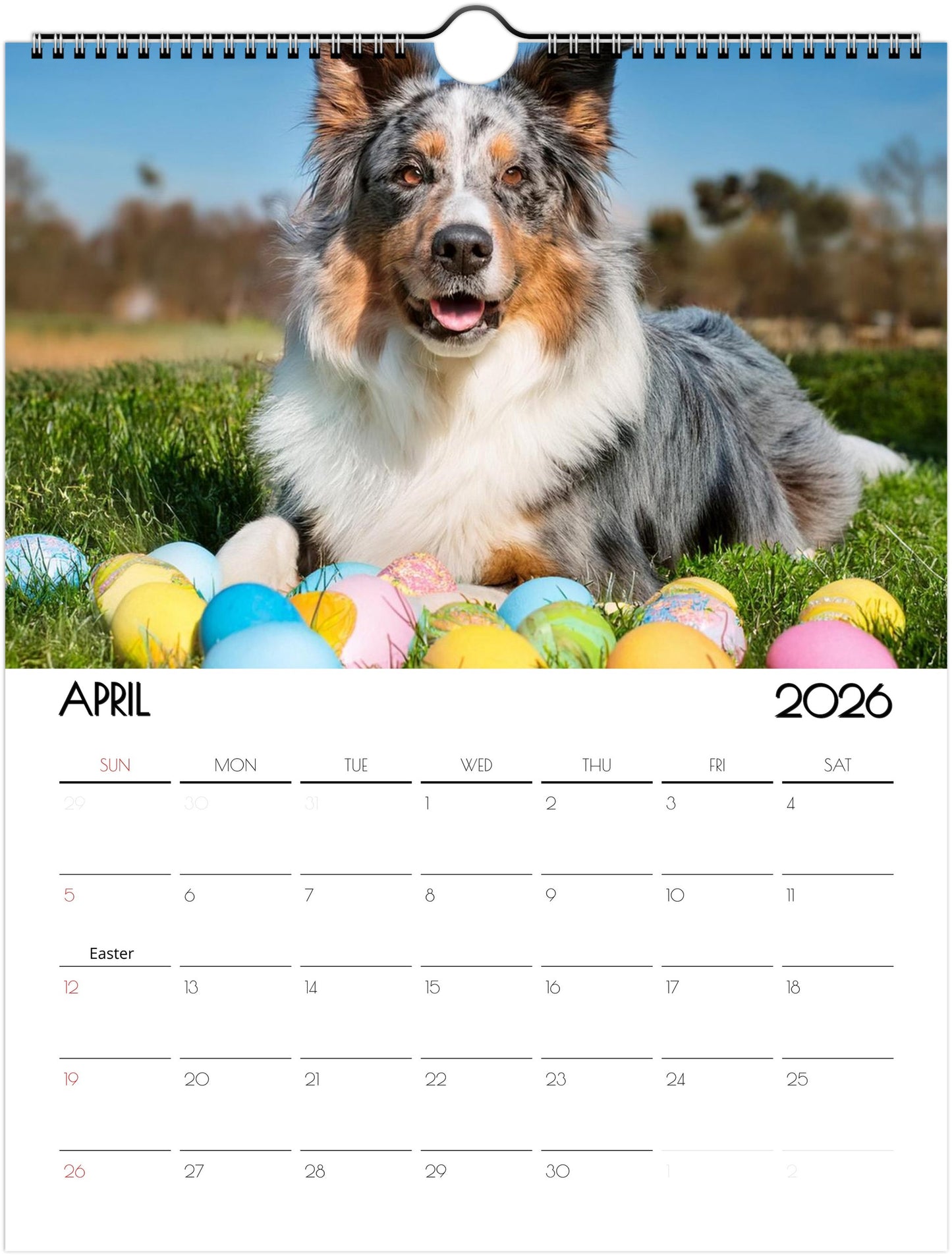 Cute Border Collie Calendar – Eco-Friendly, 12-Month Wall Calendar - 2026