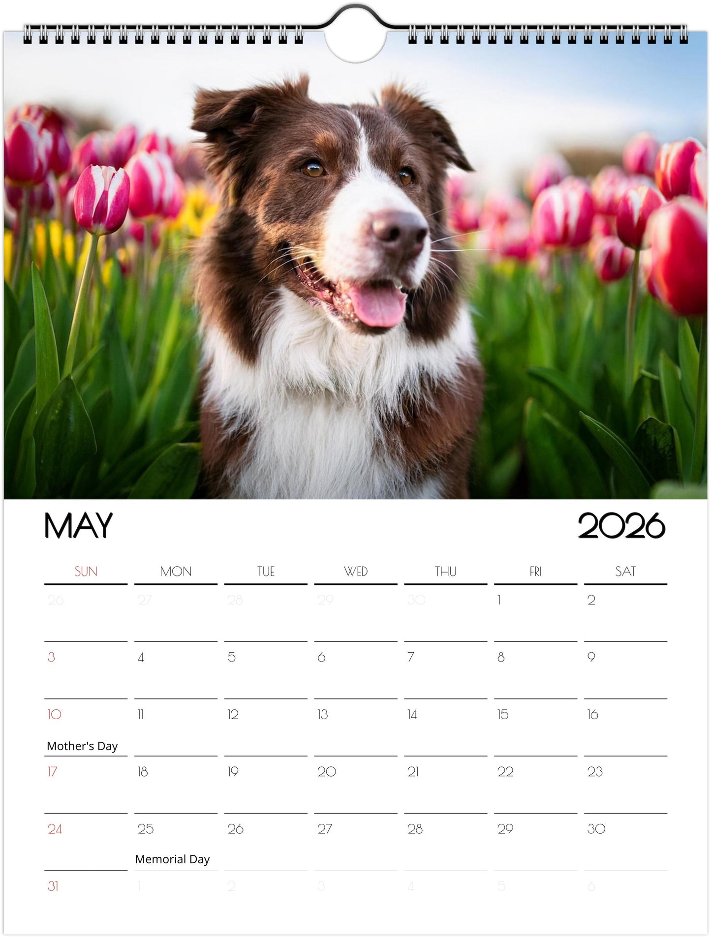 Cute Border Collie Calendar – Eco-Friendly, 12-Month Wall Calendar - 2026