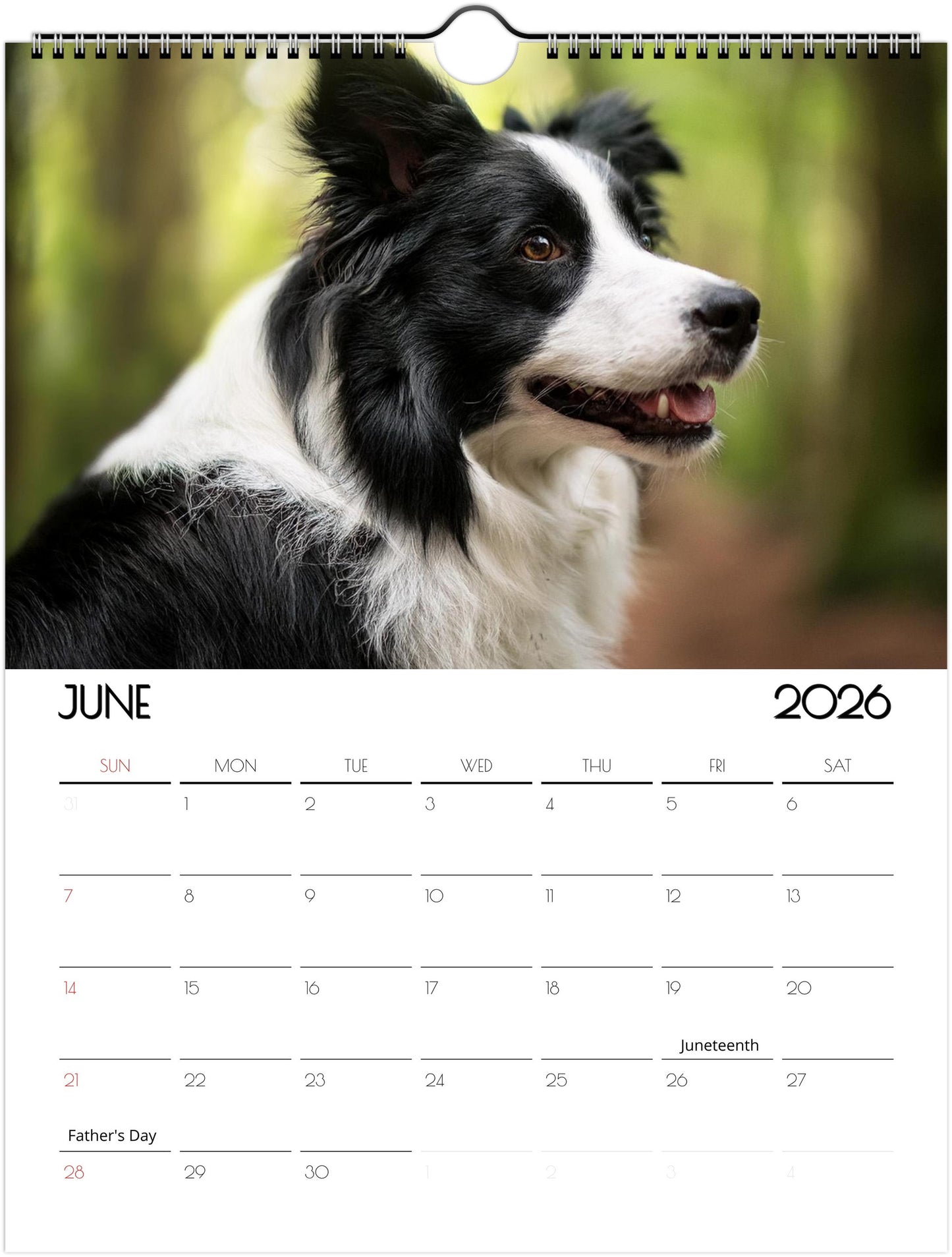 Cute Border Collie Calendar – Eco-Friendly, 12-Month Wall Calendar - 2026