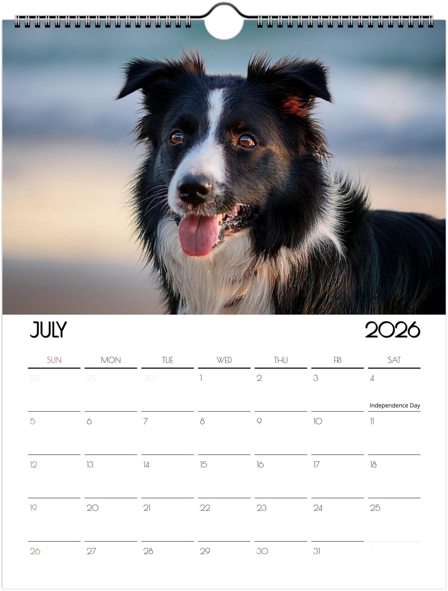 Cute Border Collie Calendar – Eco-Friendly, 12-Month Wall Calendar - 2026