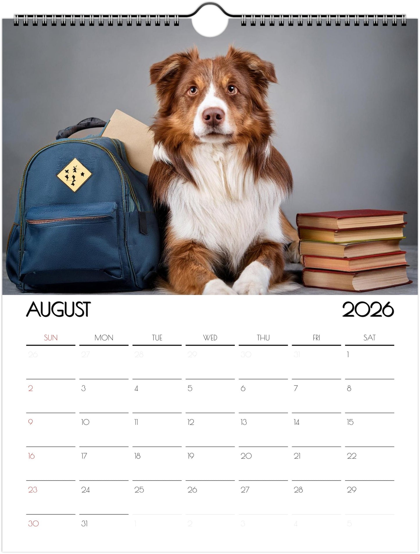 Cute Border Collie Calendar – Eco-Friendly, 12-Month Wall Calendar - 2026