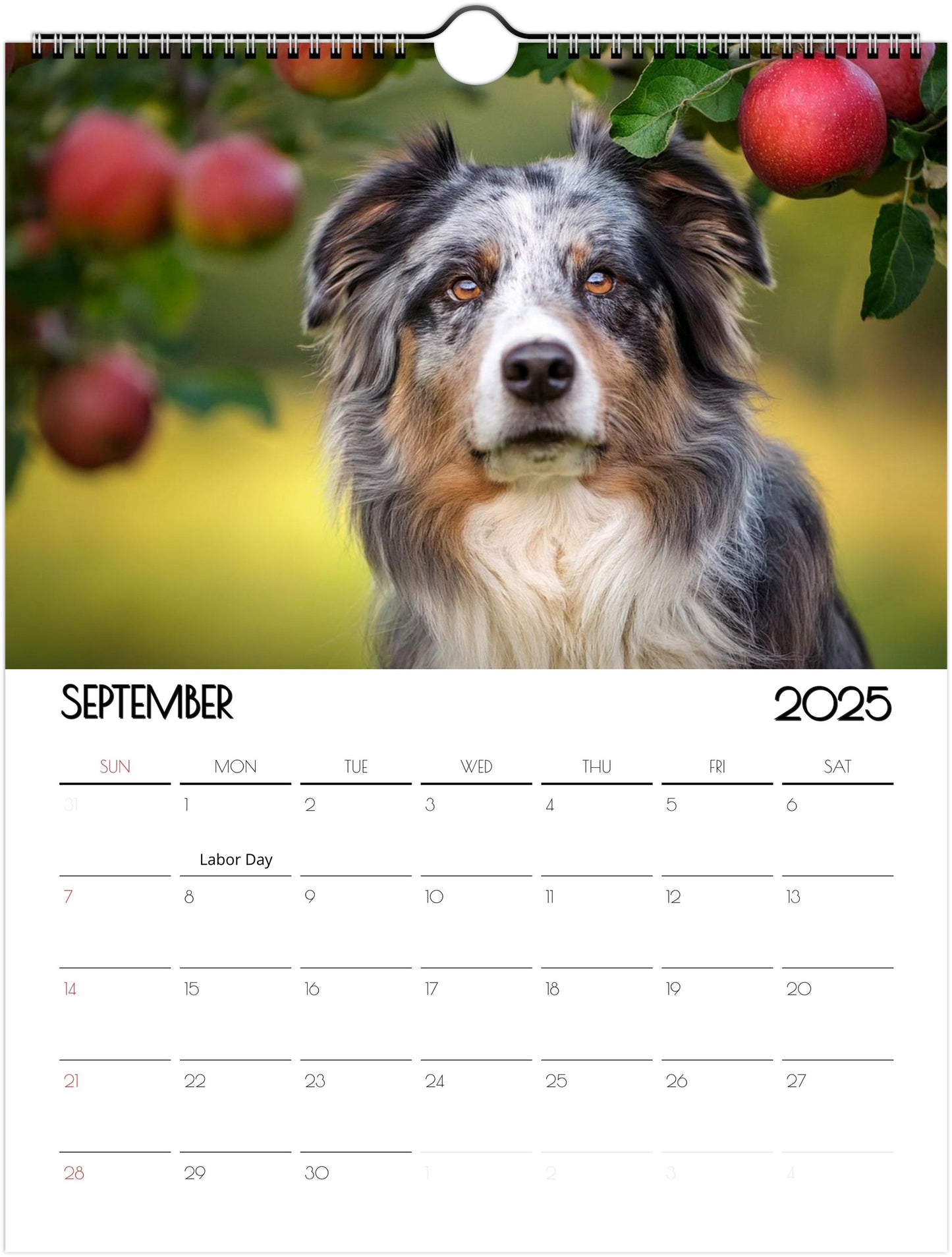 Border Collie 2025 Wall Calendar