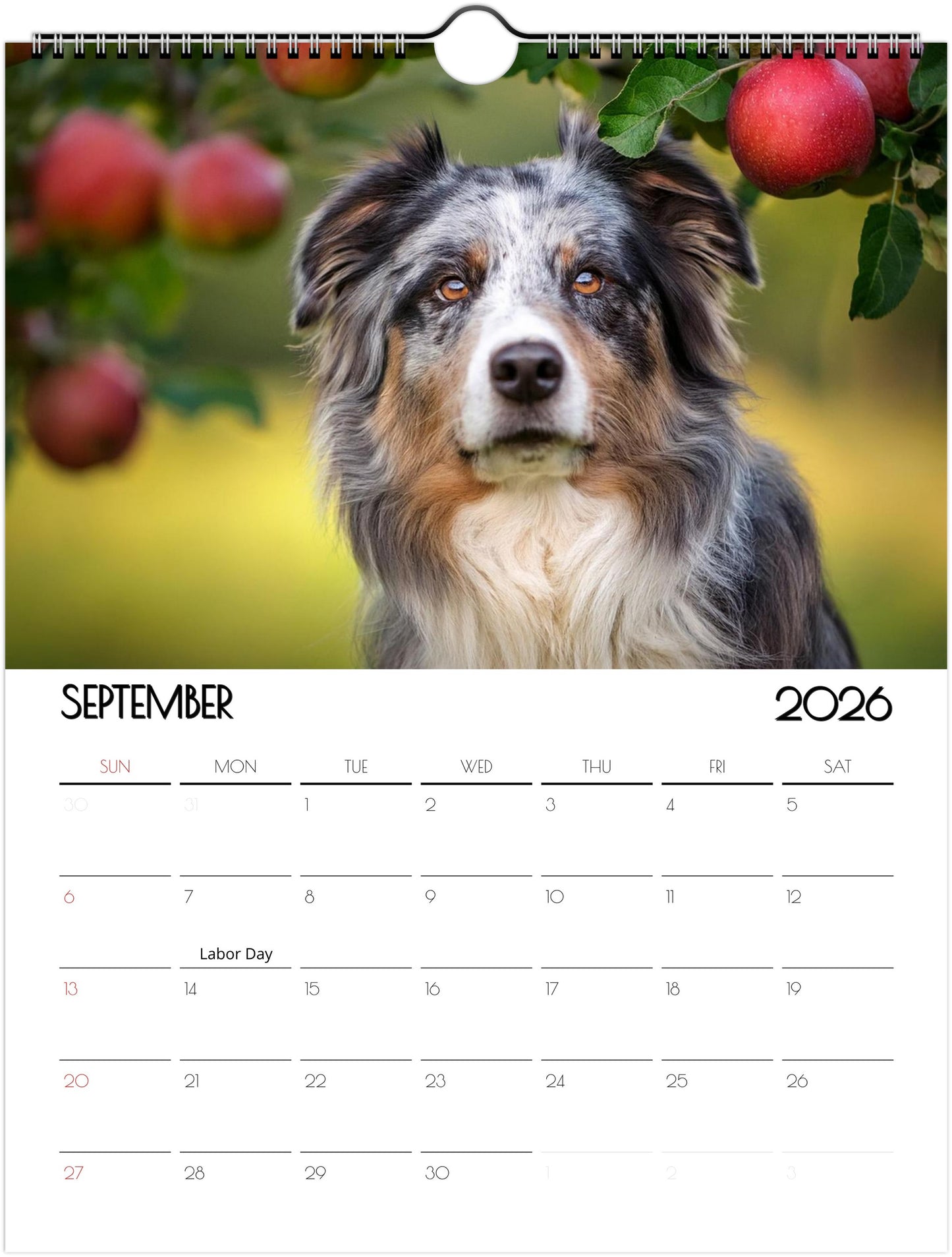 Cute Border Collie Calendar – Eco-Friendly, 12-Month Wall Calendar - 2026