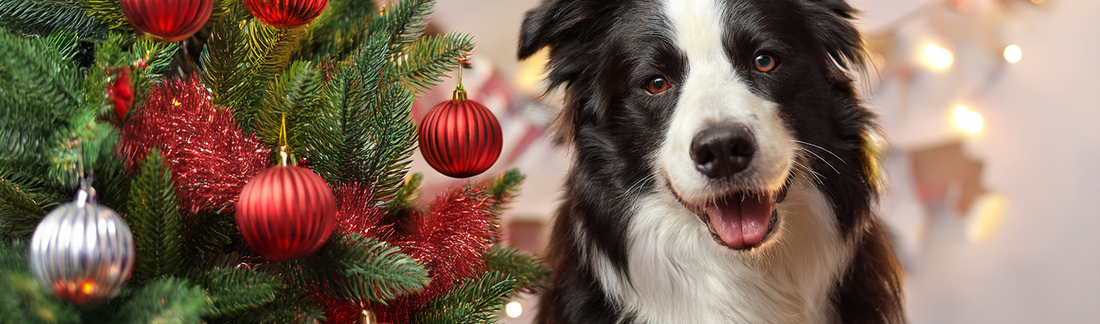 15 Dangers Lurking in Your Home During the Holiday Season that Could Harm Your Dog