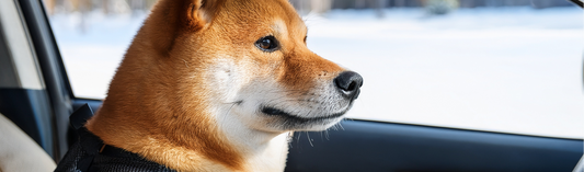 Holiday travel with pets