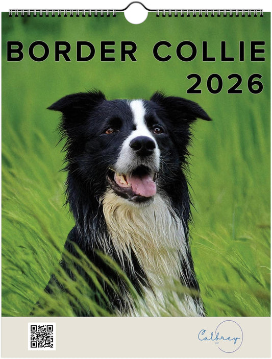 Cute Border Collie Calendar – Eco-Friendly, 12-Month Wall Calendar - 2026