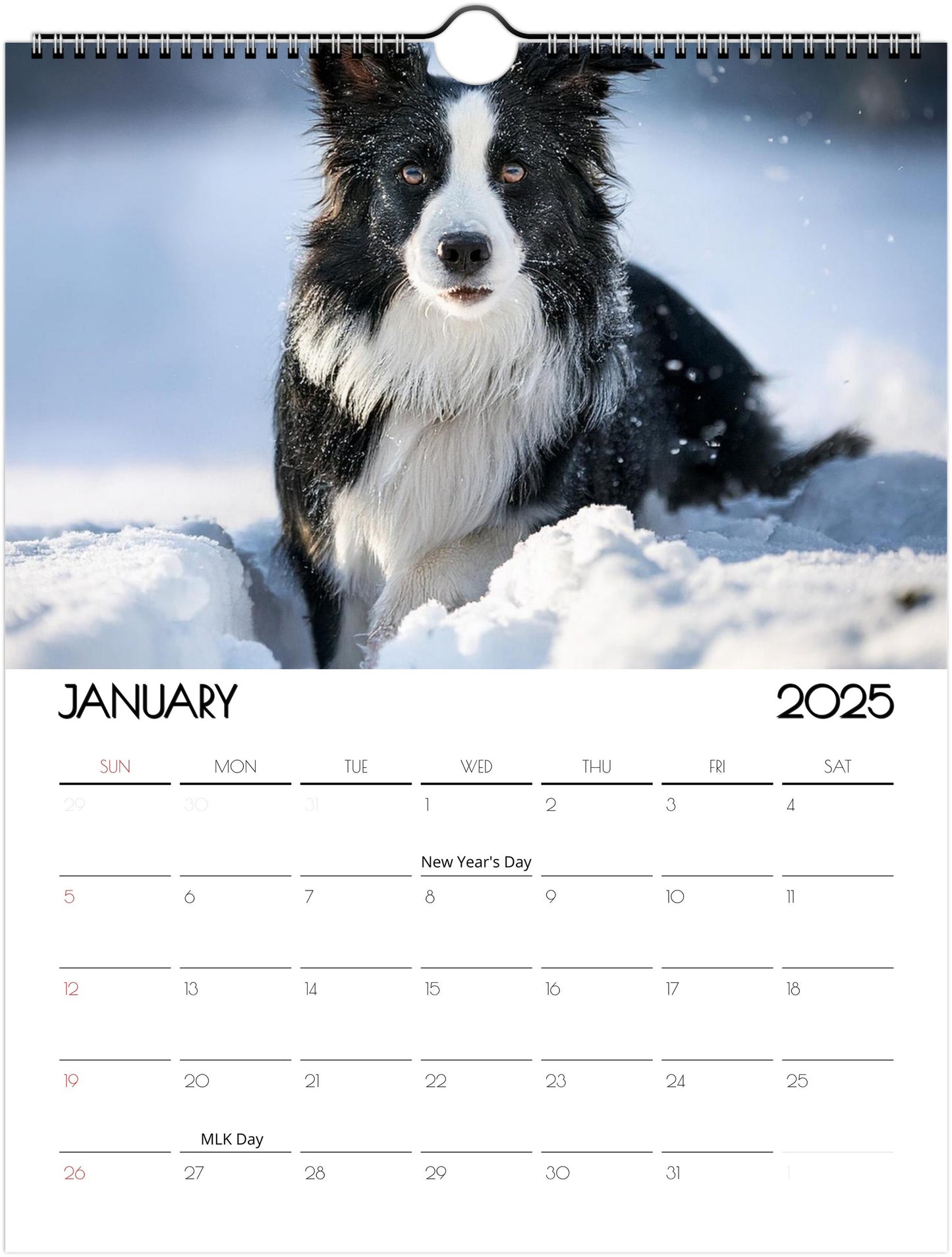 Border Collie 2025 Wall Calendar