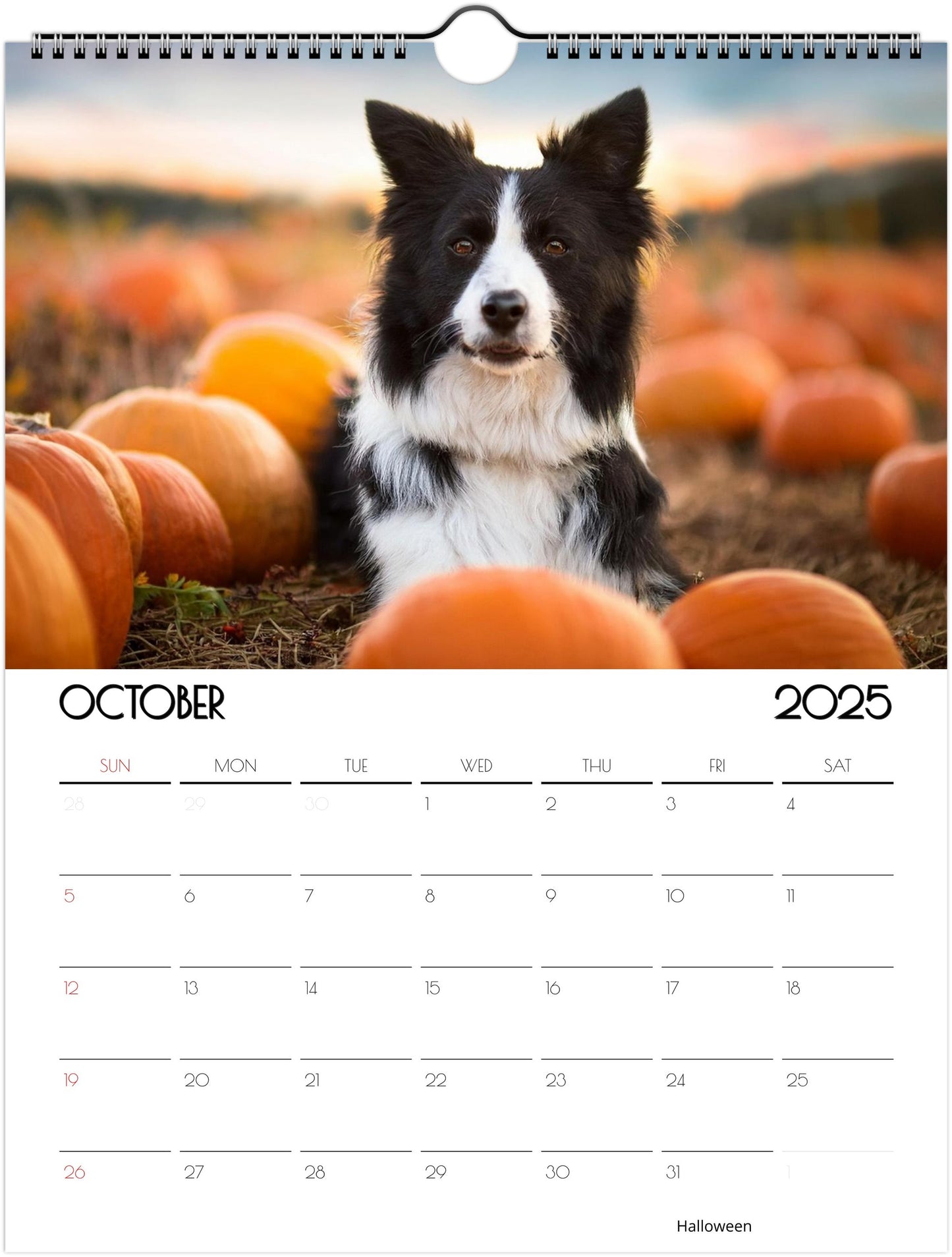 Border Collie 2025 Wall Calendar