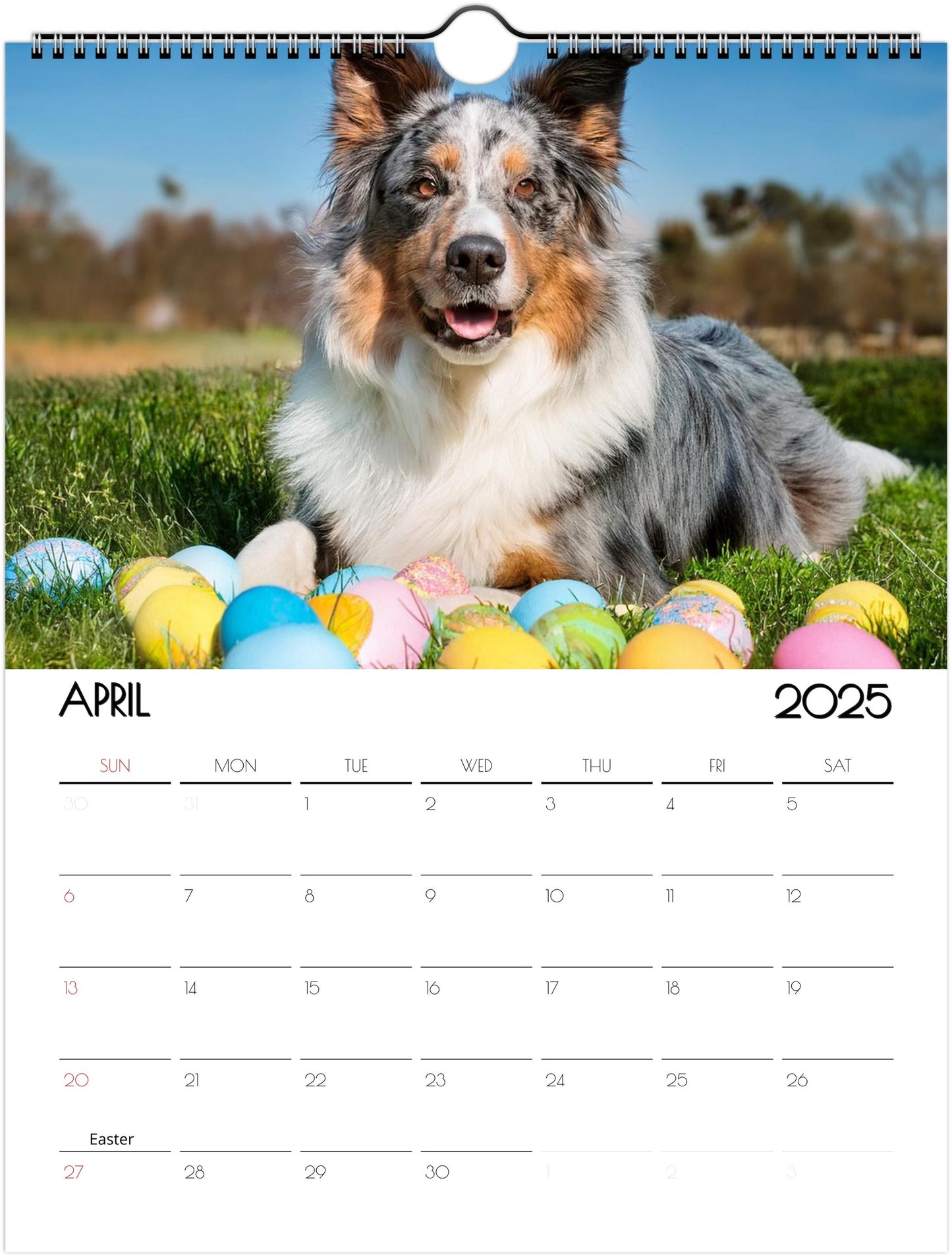 Border Collie 2025 Wall Calendar