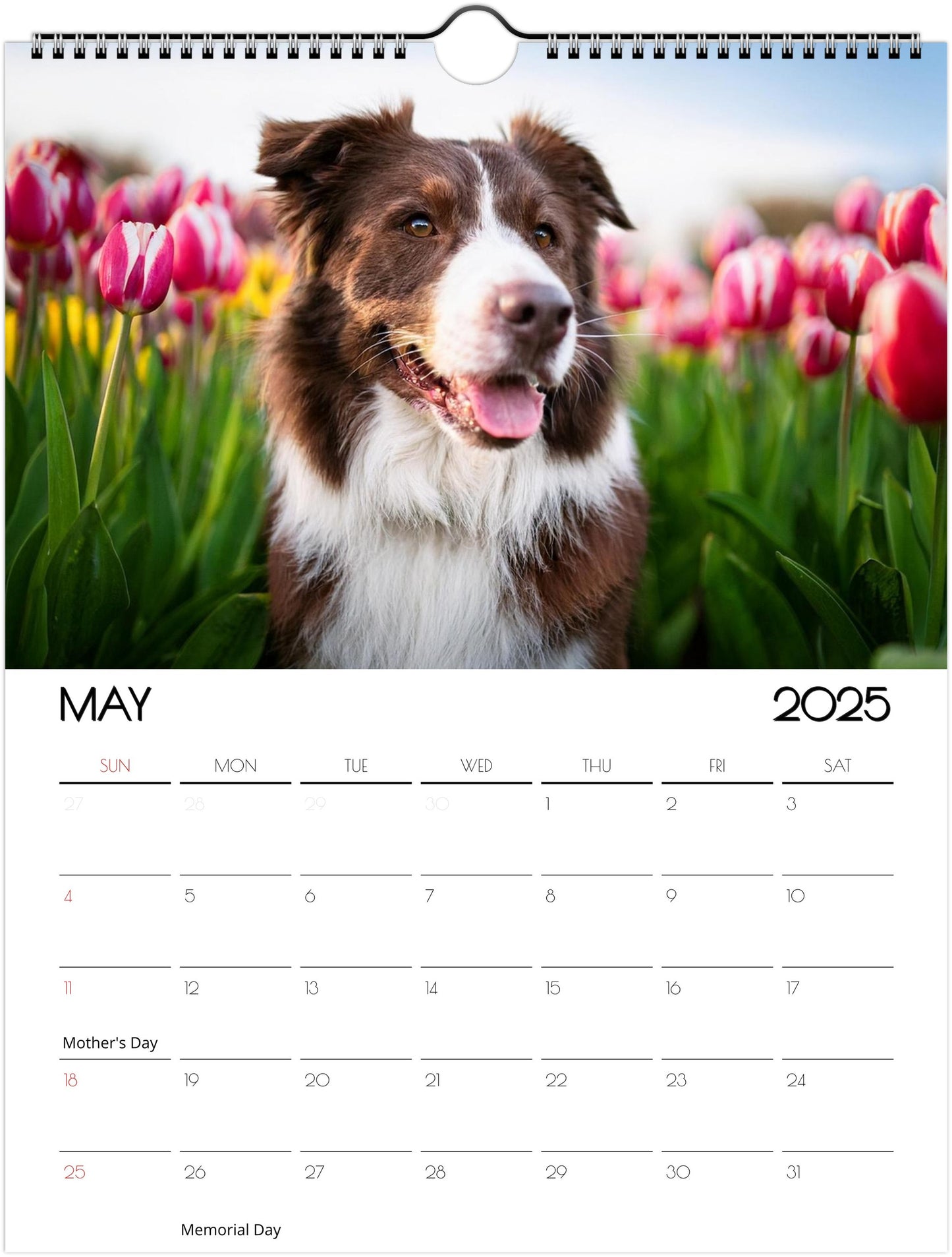 Border Collie 2025 Wall Calendar