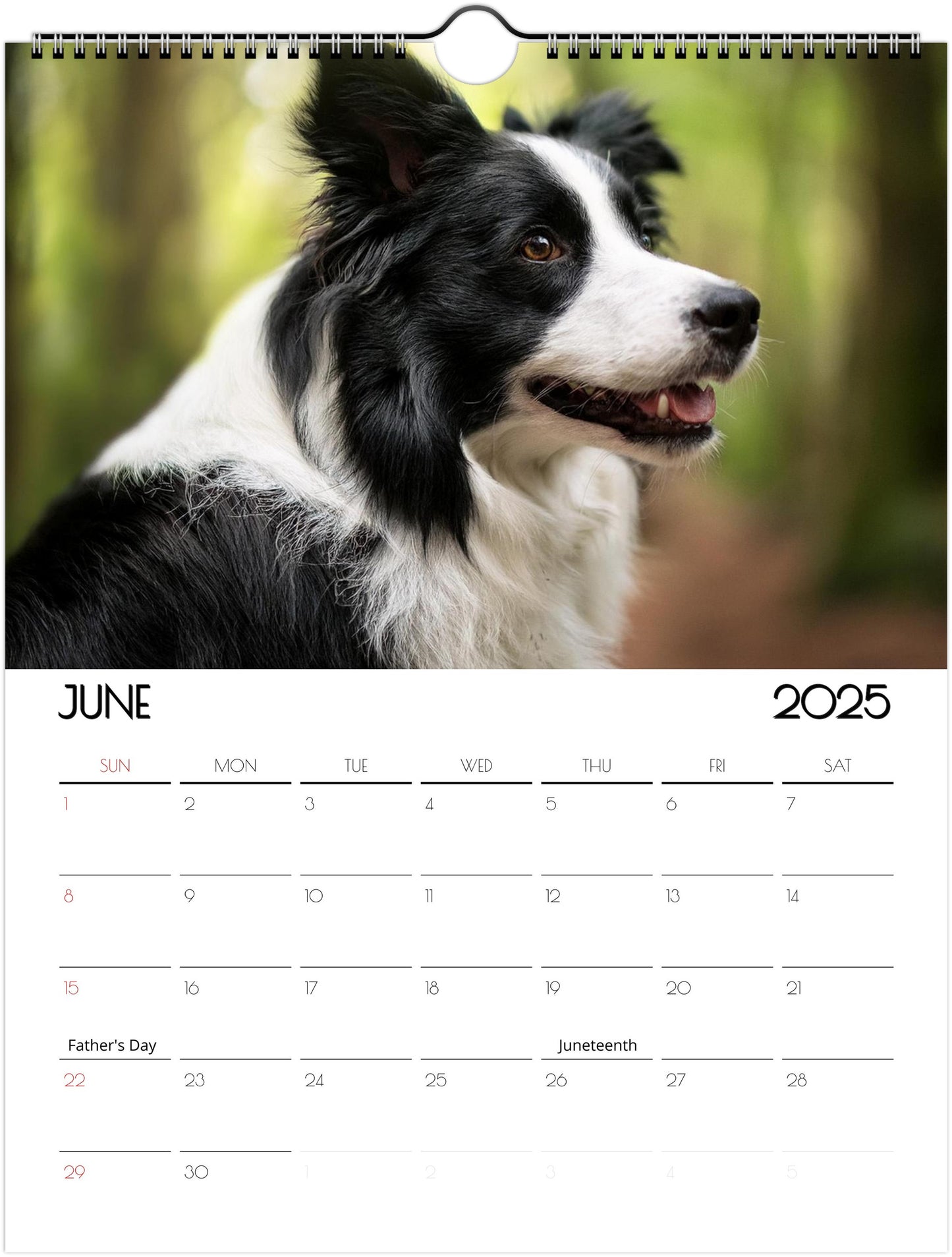 Border Collie 2025 Wall Calendar