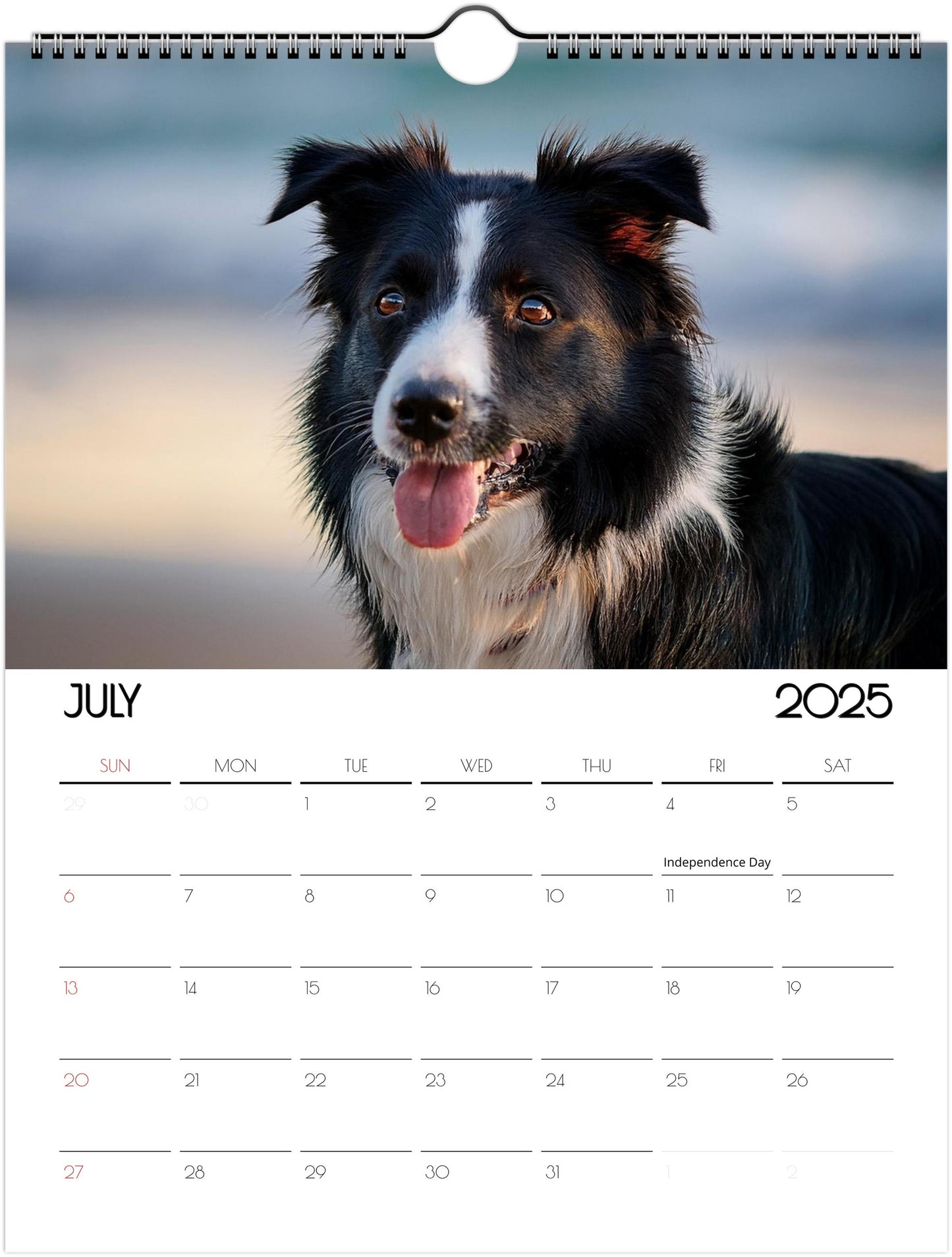 Border Collie 2025 Wall Calendar